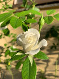 ROSA BRANCA FLOR MOIDA (ROSA CENTIFOLIA L.) 80G