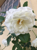 ROSA BRANCA FLOR MOIDA (ROSA CENTIFOLIA L.) 80G