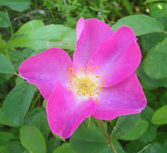 ROSA RUBRA FLOR MOIDA (ROSA GALLICA L.) 80G