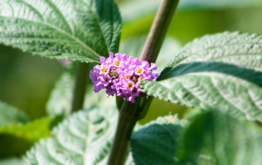 MELISSA NACIONAL (LIPPIA ALBA) 100G