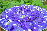 FLOR DA FADA AZUL EM PO (BUTTERFLY PEA POWDER) 20G